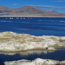 Flamingos on the Salar de Huasco